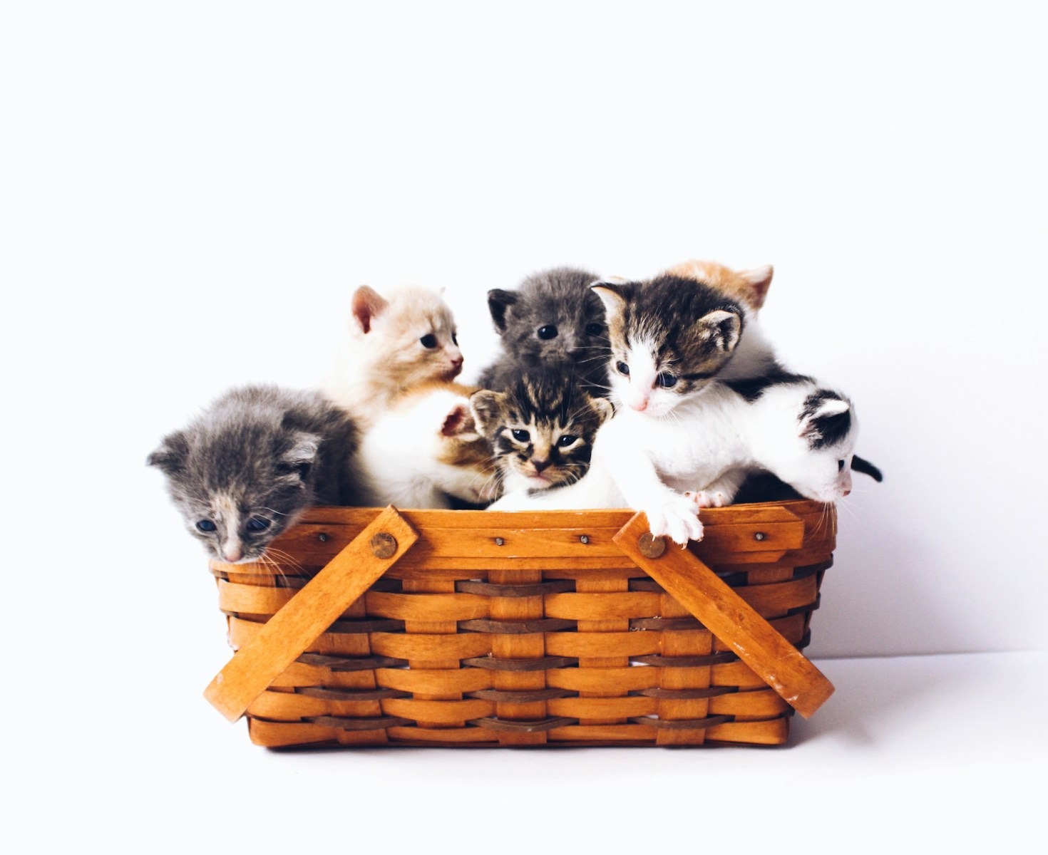 Gatinhos Especiais: Lições de Amor e Perseverança