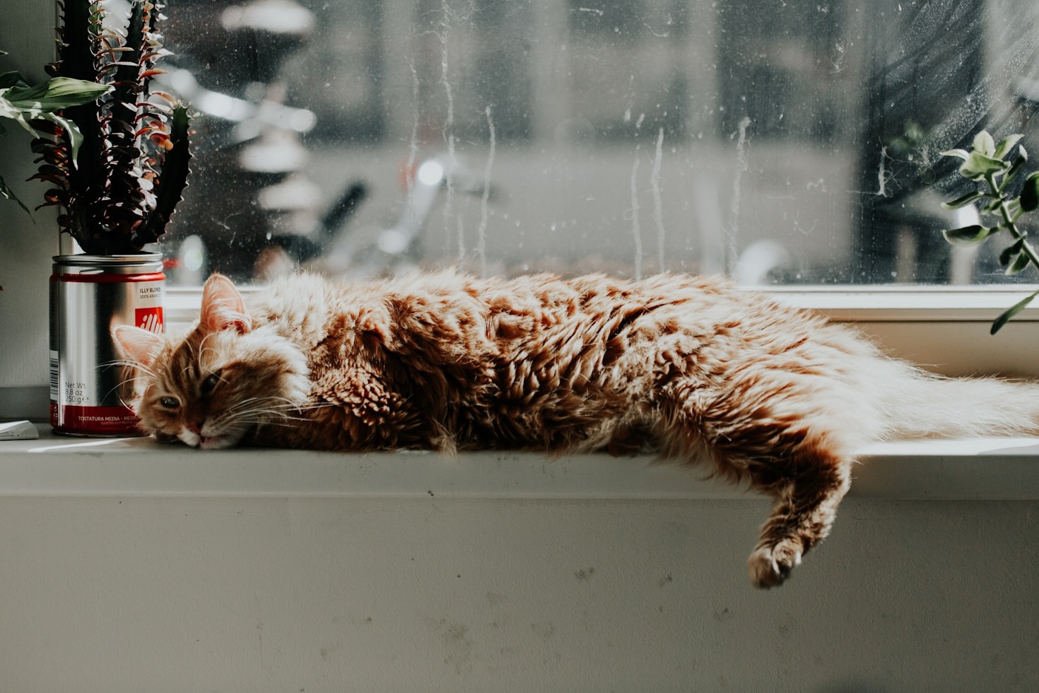 Cuidado e Conexão: Lições de Gatos Únicos